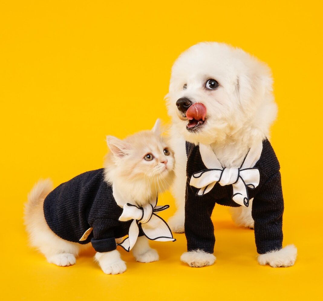 Kittycoin vs Dogecoin comme chat et chien - pixabay - jelly-carpet-ghz-gf00076d47_1280