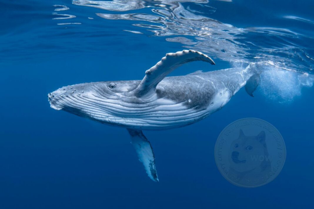 Une baleine Dogecoin acquiert 90 millions de jetons